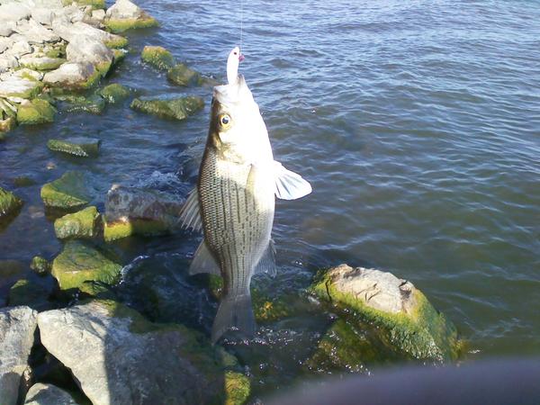 Hybrid Striper and White bass on Cedar Creek and Richland Chambers